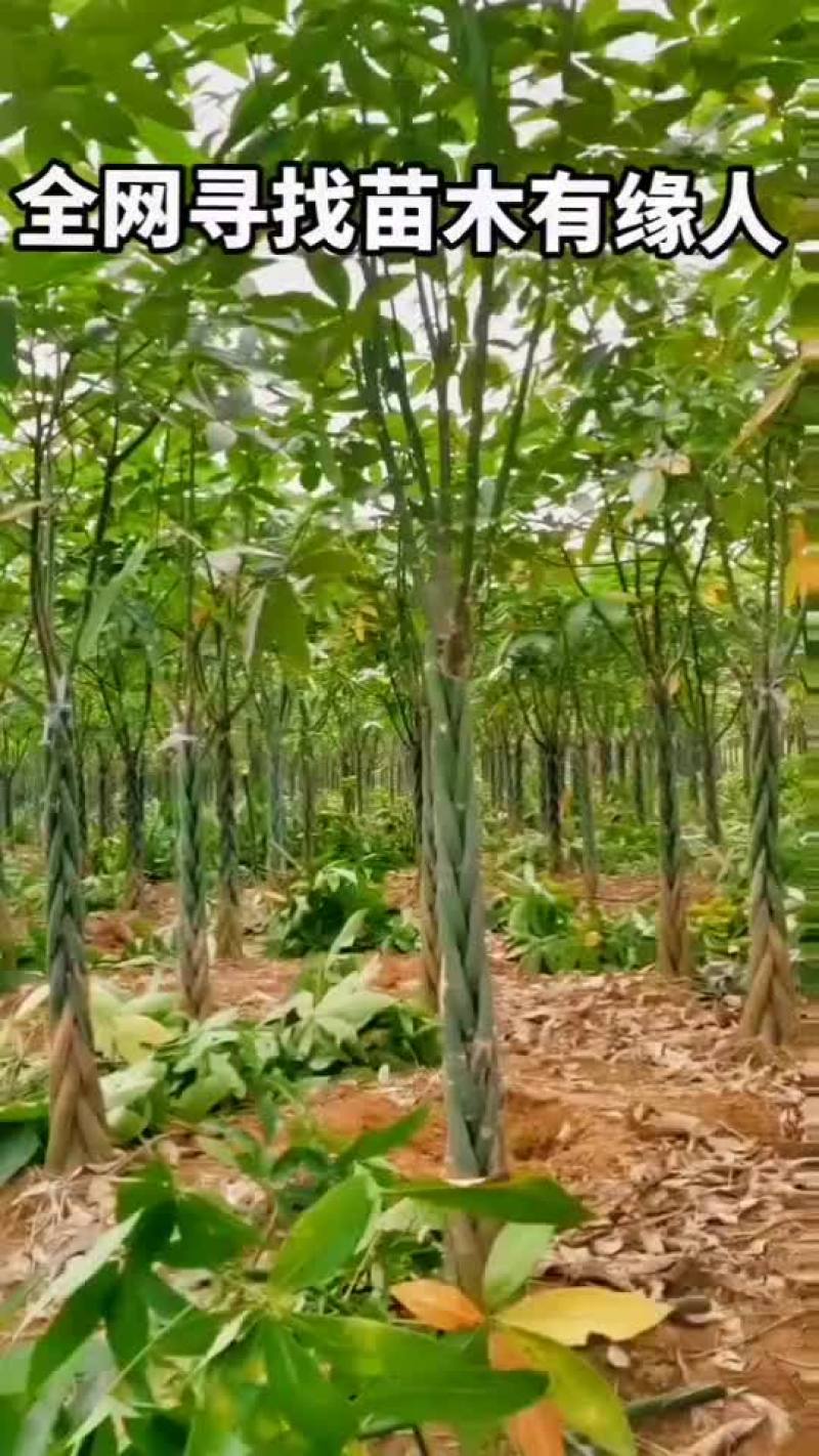 五边发财树