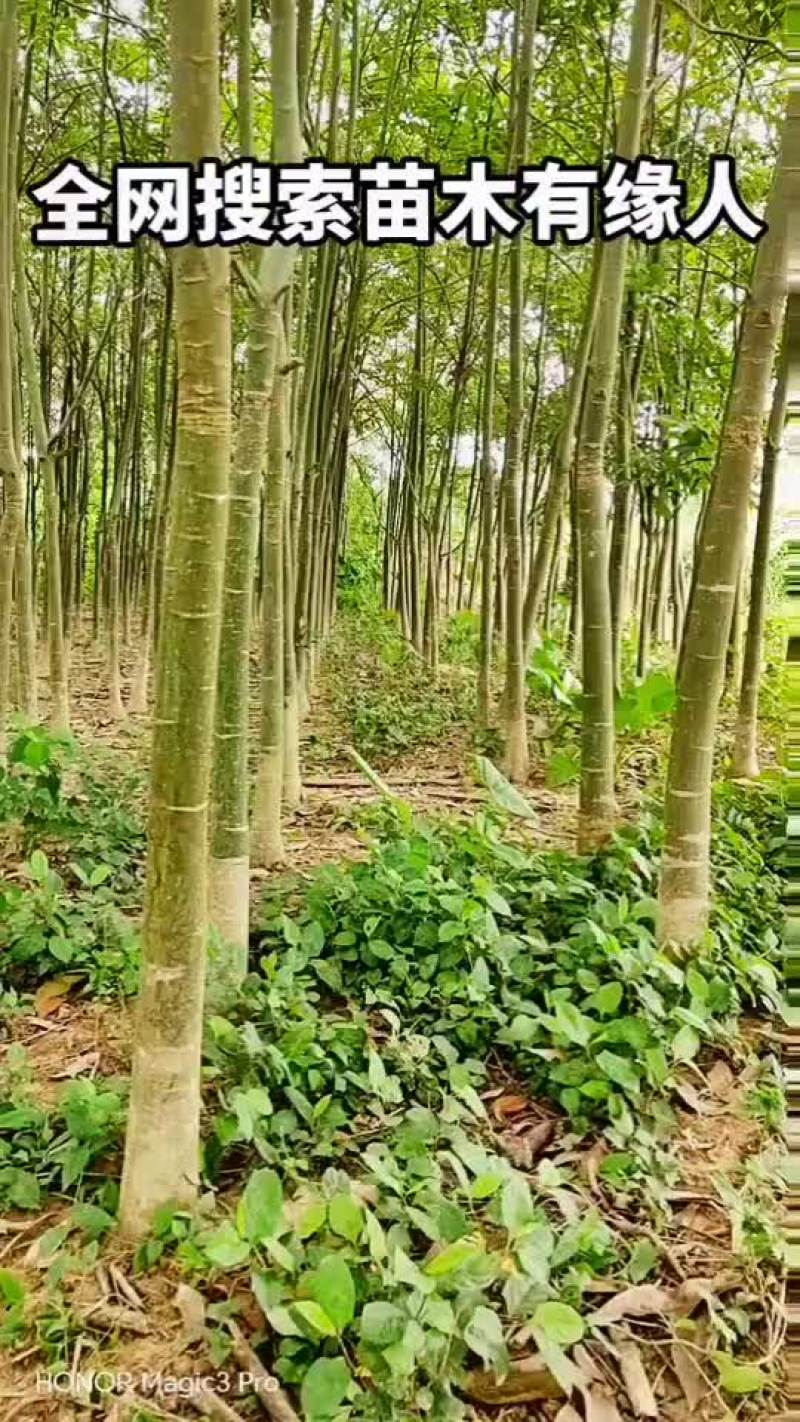五边发财树