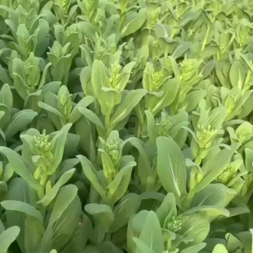 精品各种菜台