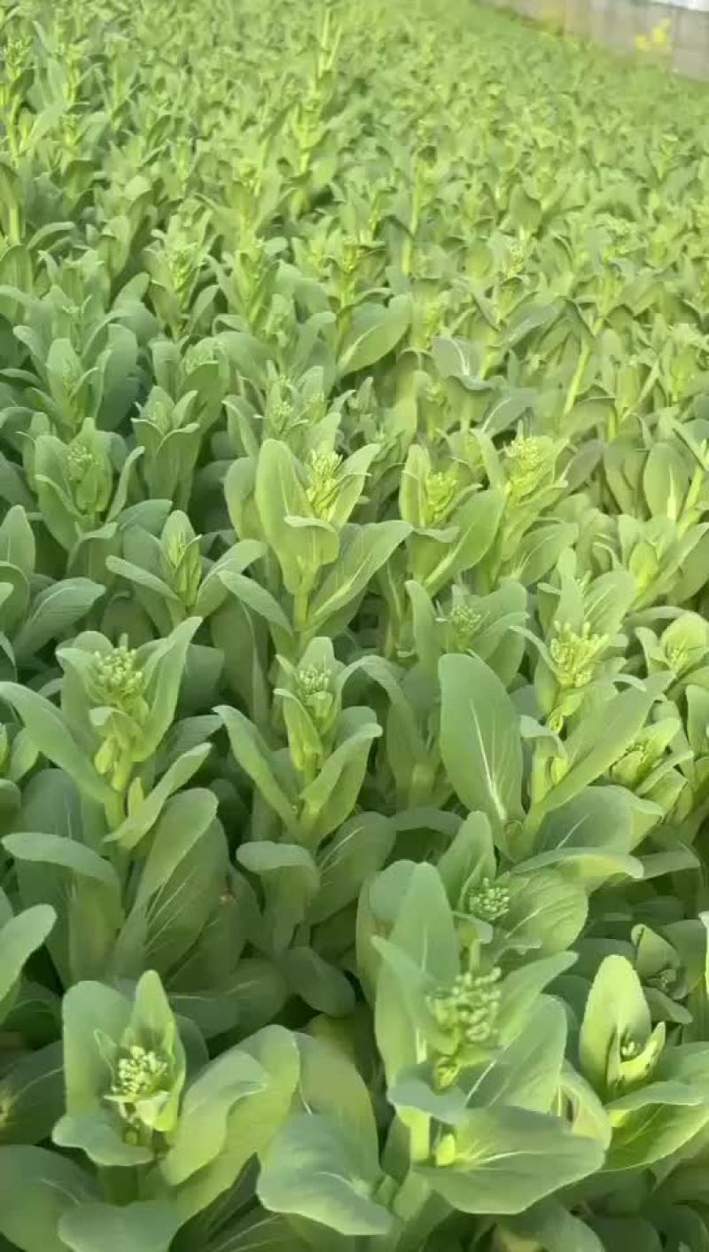 精品各种菜台