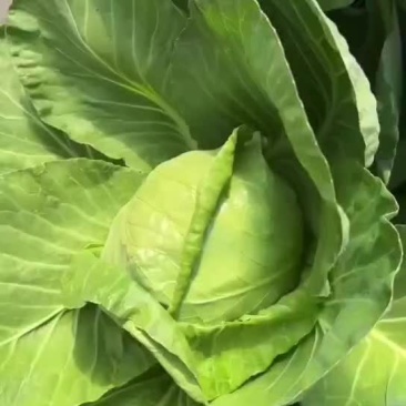 牛心甘蓝