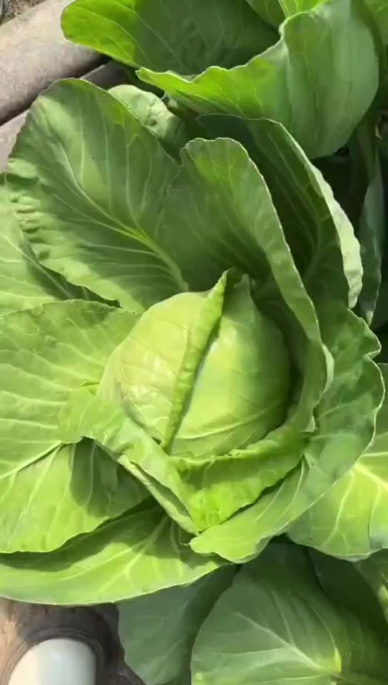 牛心甘蓝