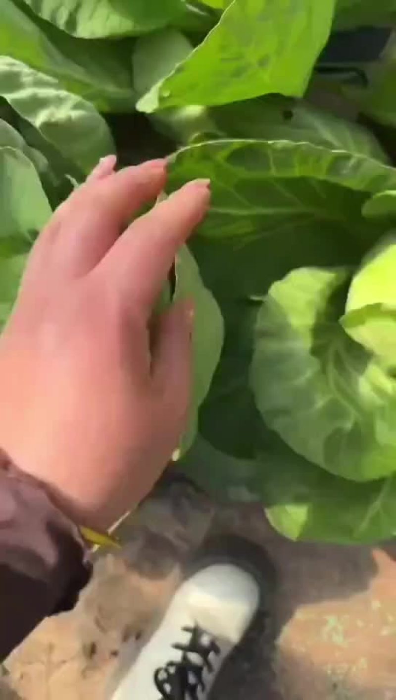 牛心甘蓝