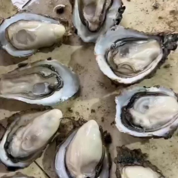 生蚝。