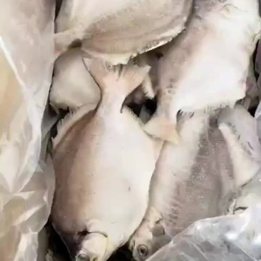 鲳鱼大量批发一手货源全国各地直达