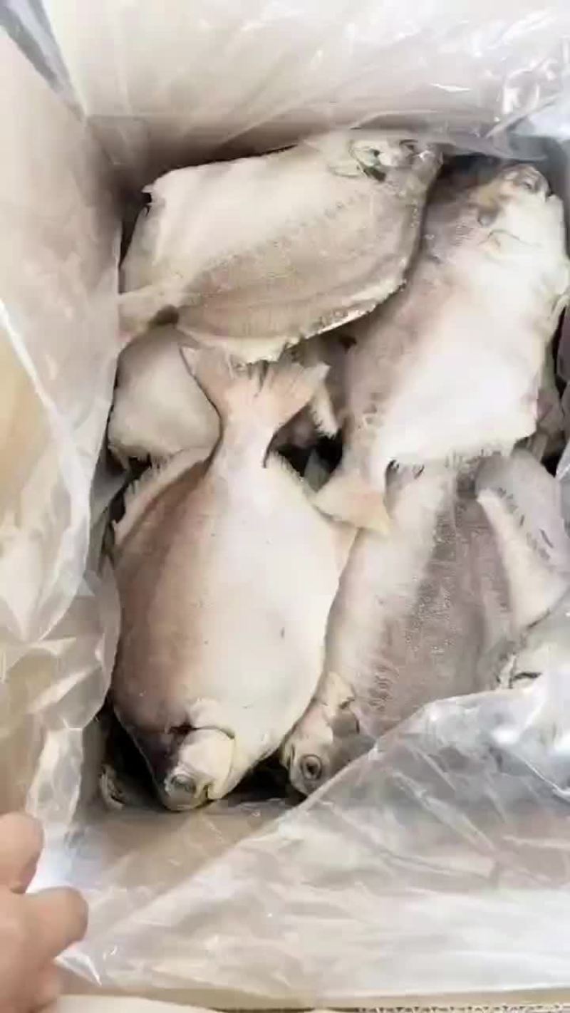 鲳鱼大量批发一手货源全国各地直达