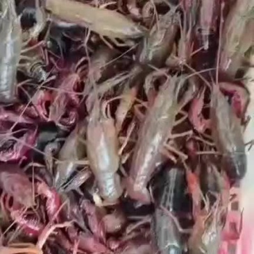 龙虾大量批发一手货源全国各地均可