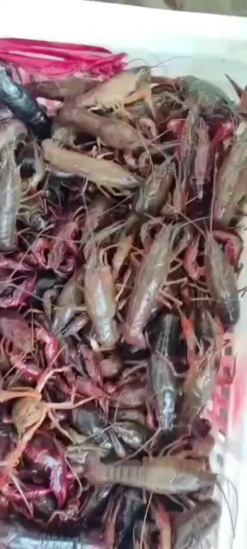 龙虾大量批发一手货源全国各地均可