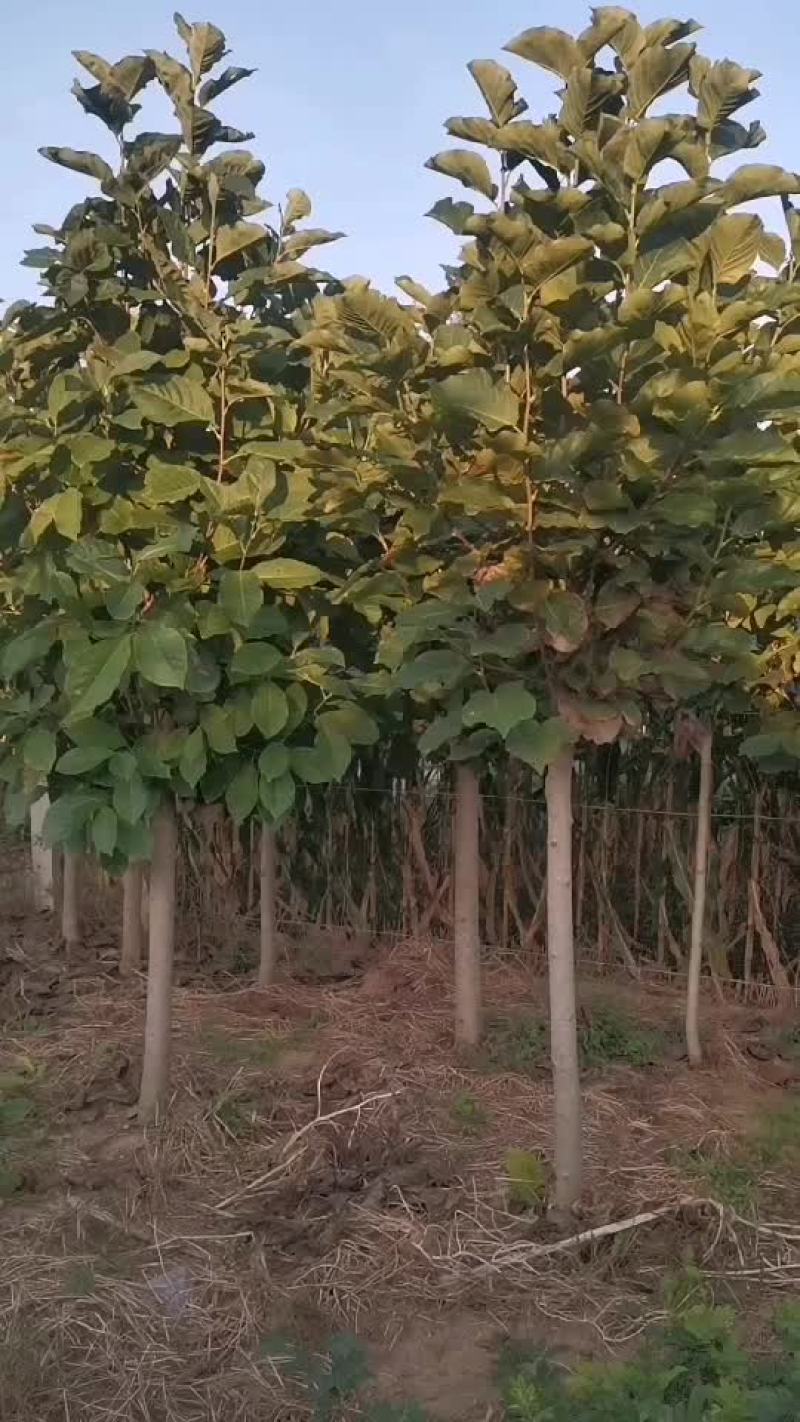 玉兰树
