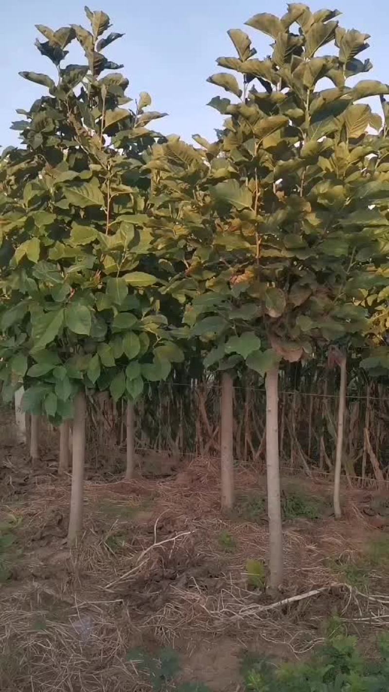 玉兰树