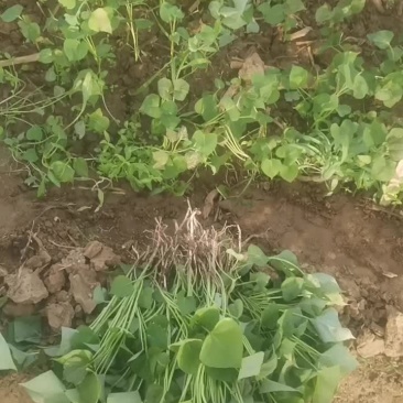 脱毒红薯苗