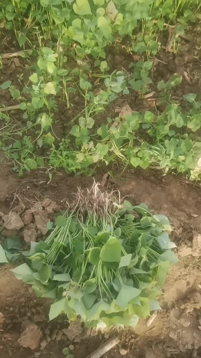 脱毒红薯苗