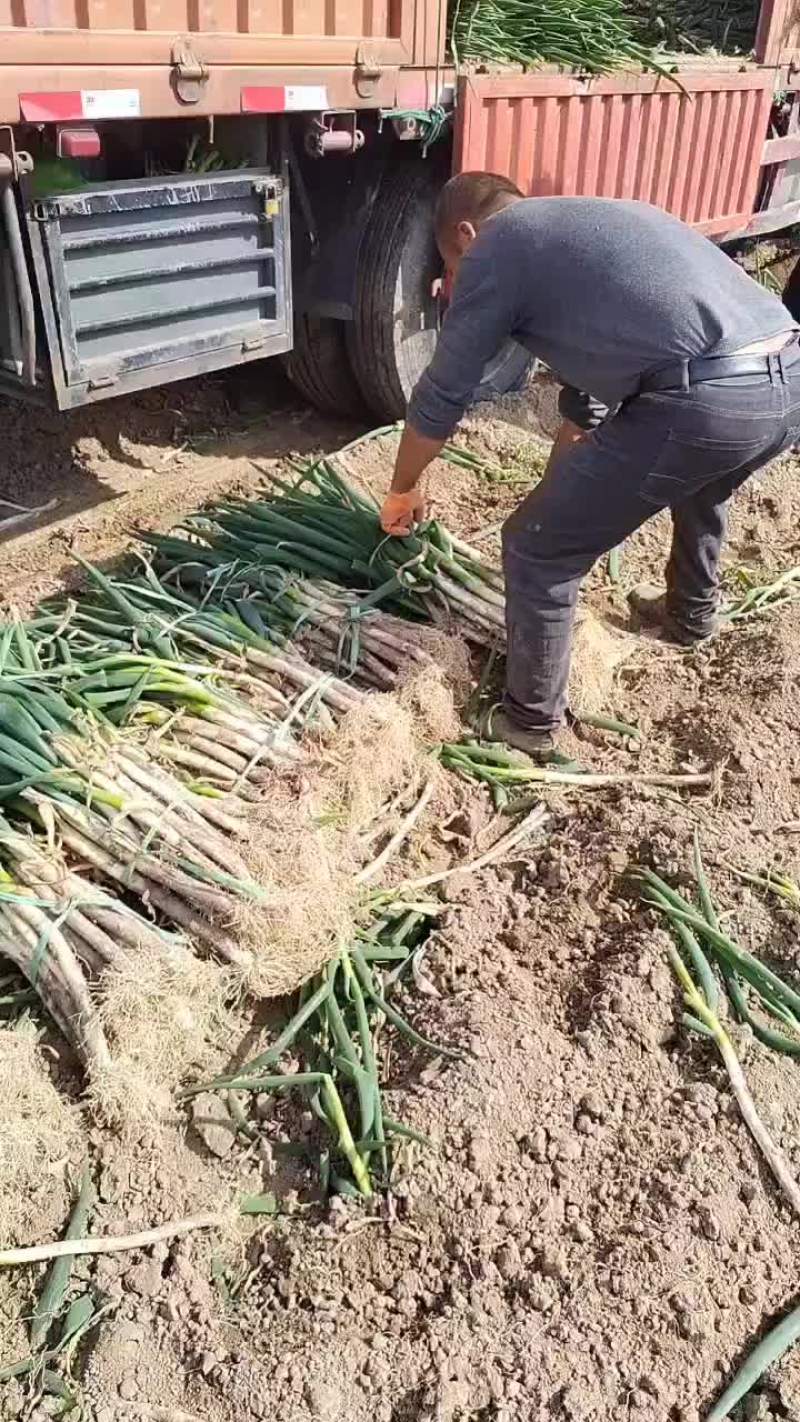 铁杆大葱