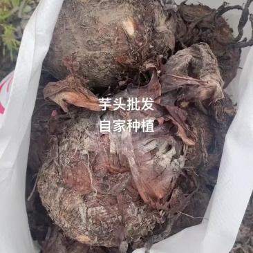自家种植奉化红牙芋还有几十亩