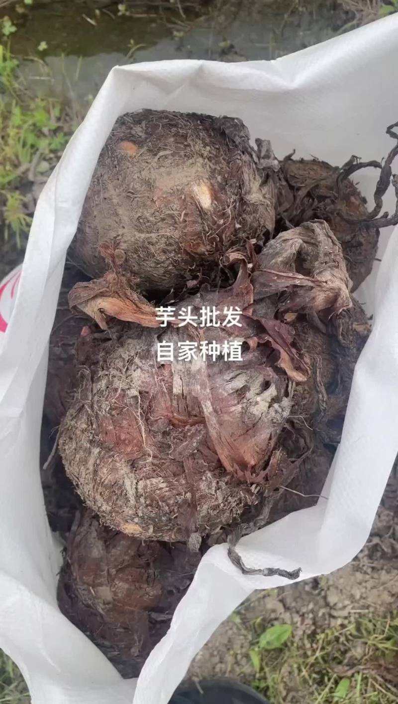 自家种植奉化红牙芋还有几十亩