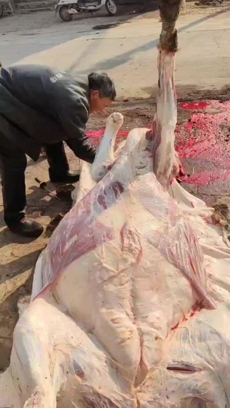 纯干无水牛肉，整头牛肉起发，质量过关厂家直发欢迎联系