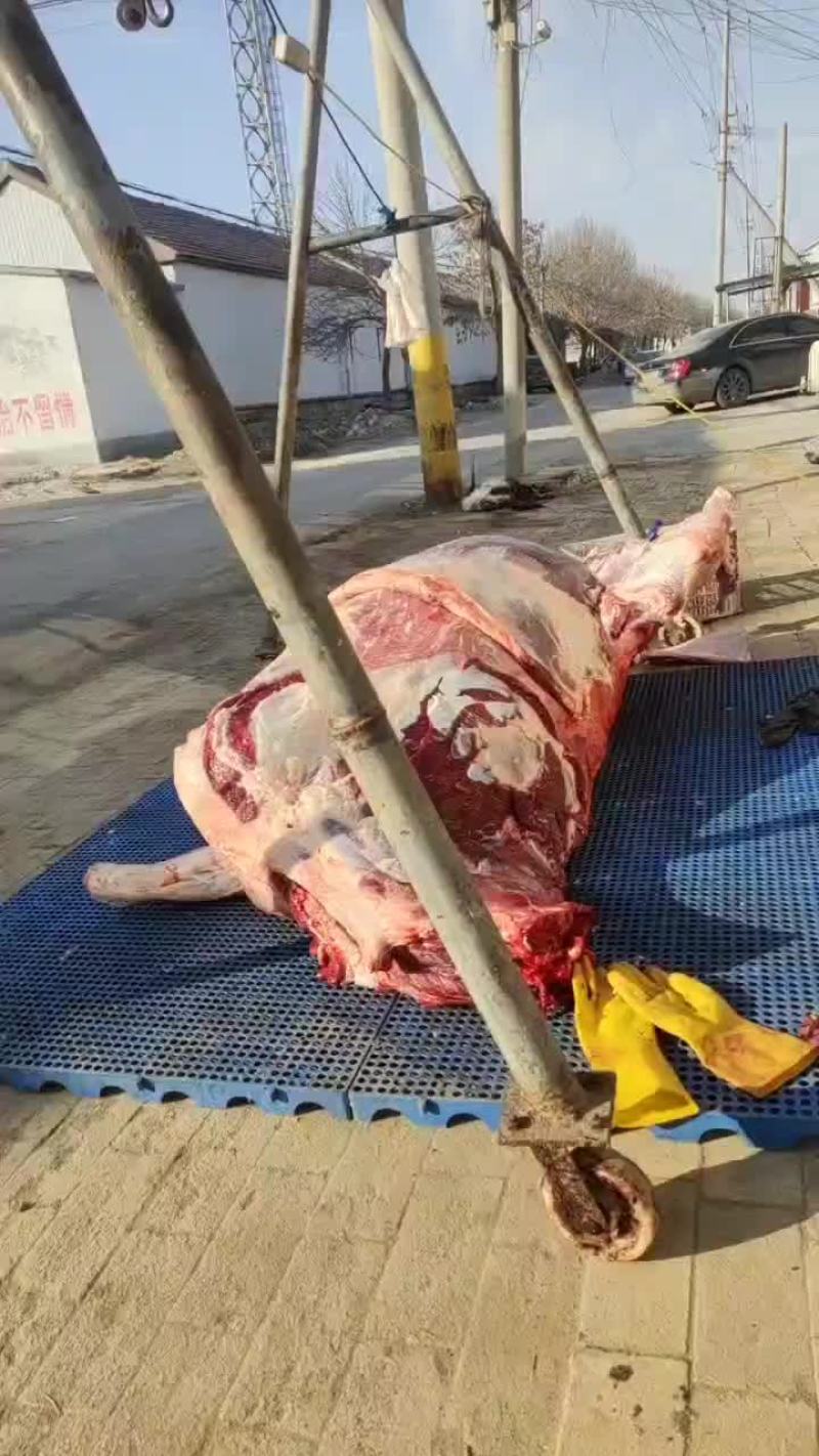 纯干无水牛肉，整头牛肉起发，质量过关厂家直发欢迎联系