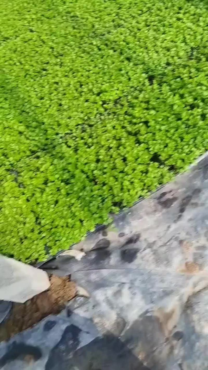芹菜苗子，芸豆