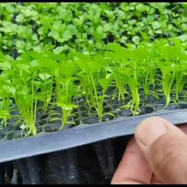 芹菜苗子，芸豆