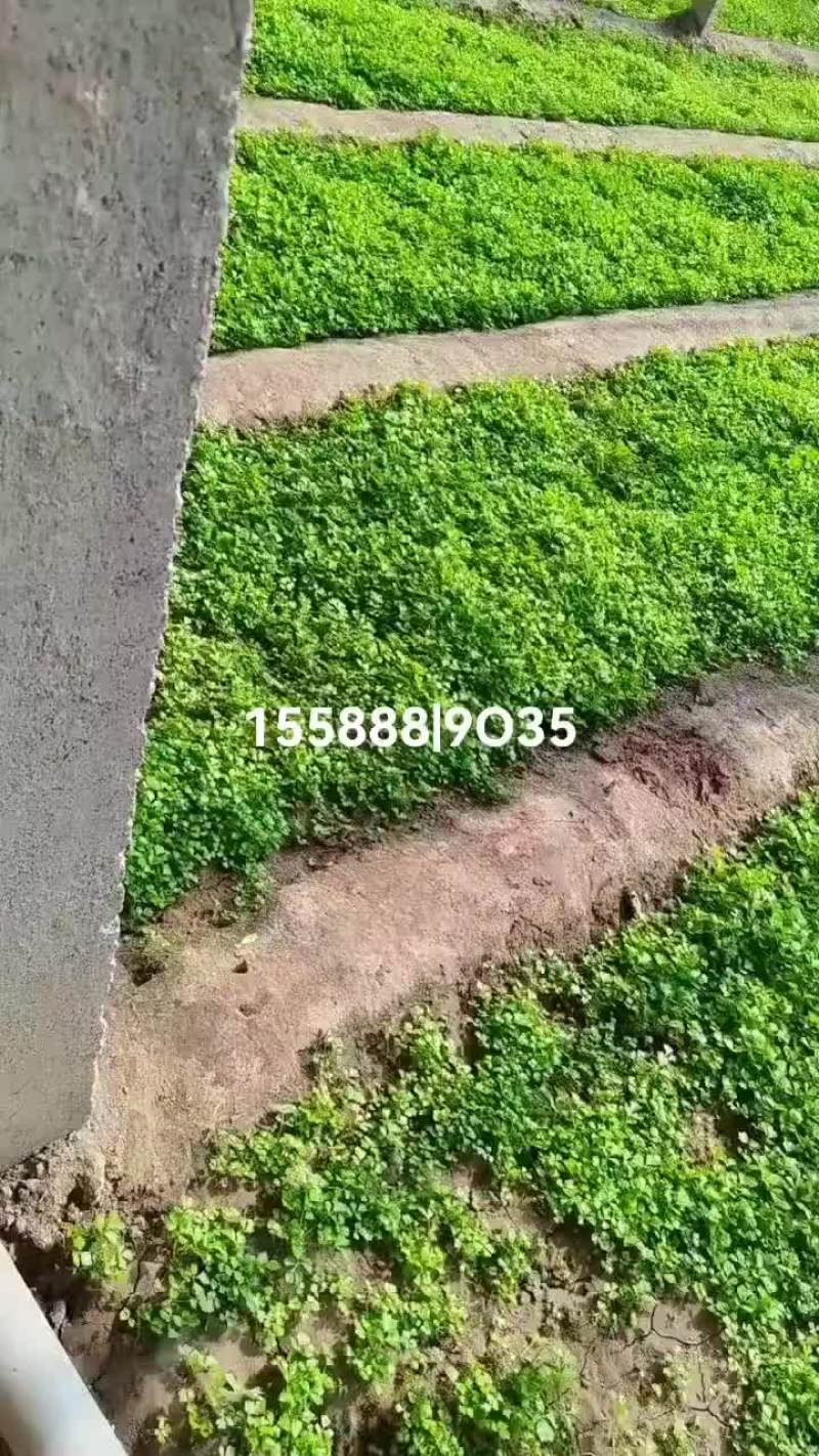 芹菜苗子，芸豆