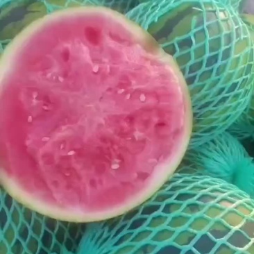 麒麟西瓜