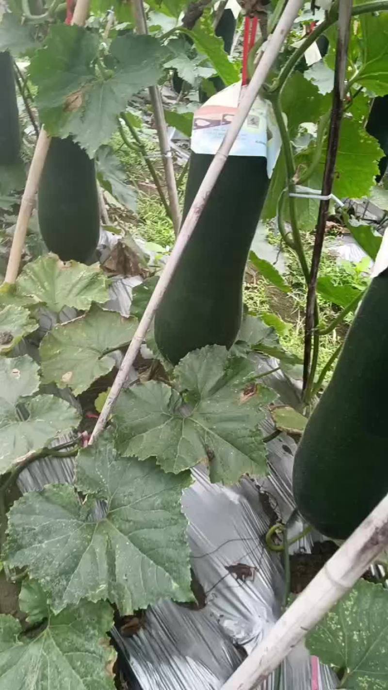 海南儋州黑皮冬瓜