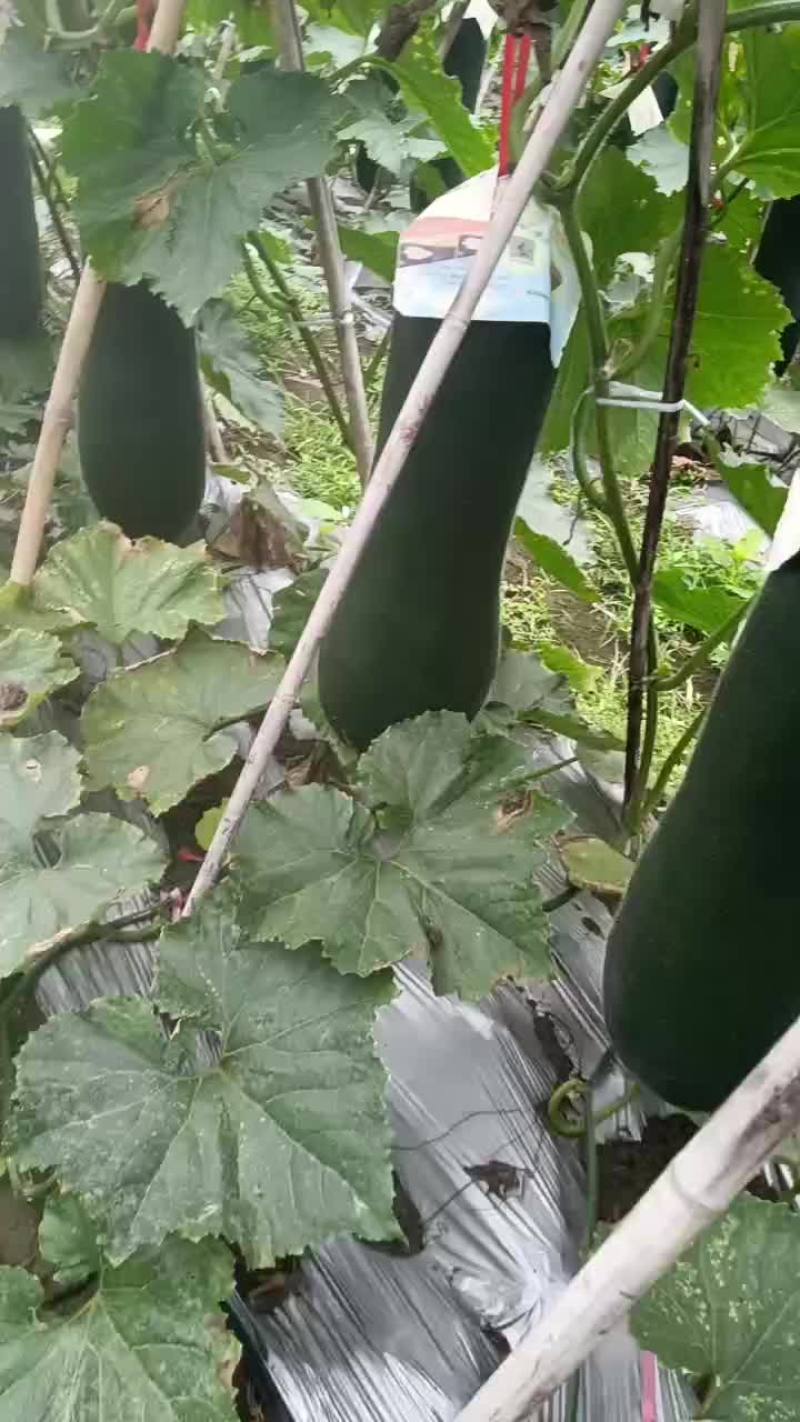 海南儋州黑皮冬瓜