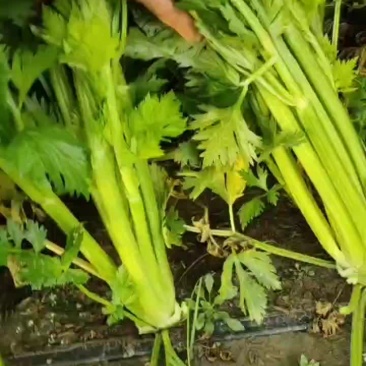 西芹进入降价模式