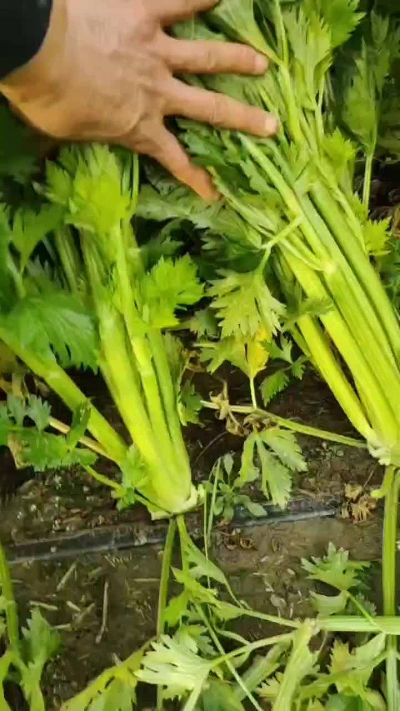 西芹进入降价模式