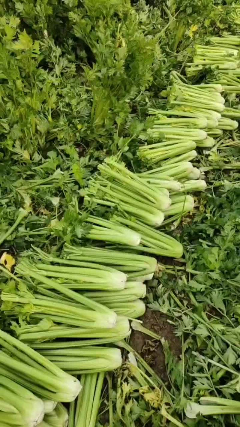 西芹进入降价模式