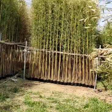 金镶玉杯苗精品