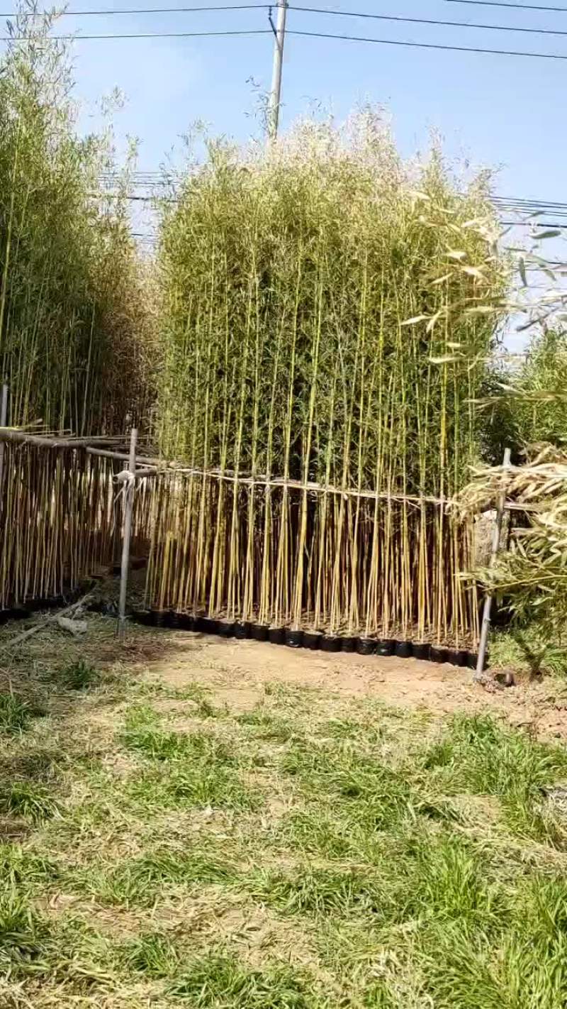 金镶玉杯苗精品