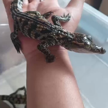 宠物鳄鱼小苗