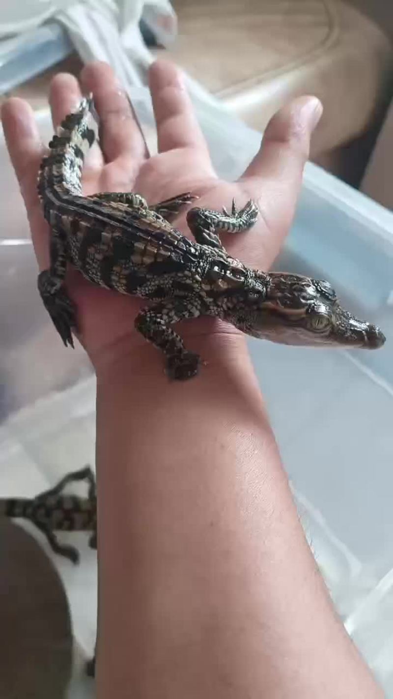 宠物鳄鱼小苗