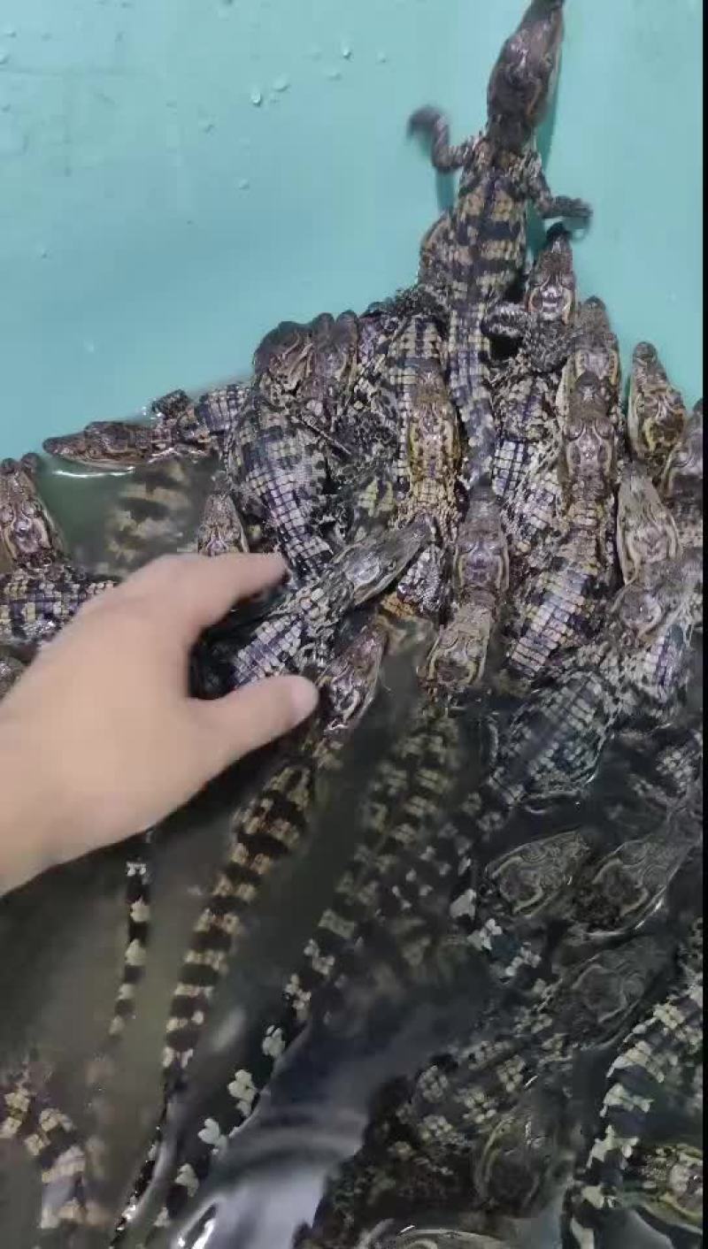 宠物鳄鱼小苗