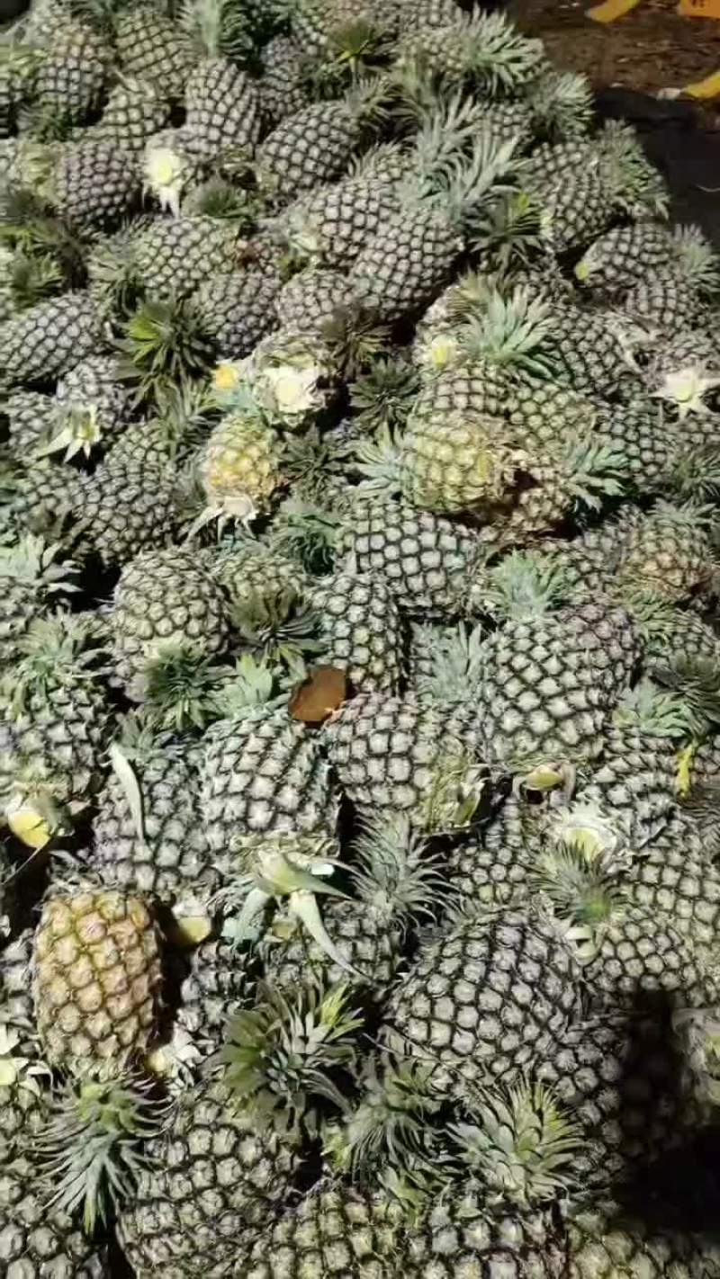 凤利
