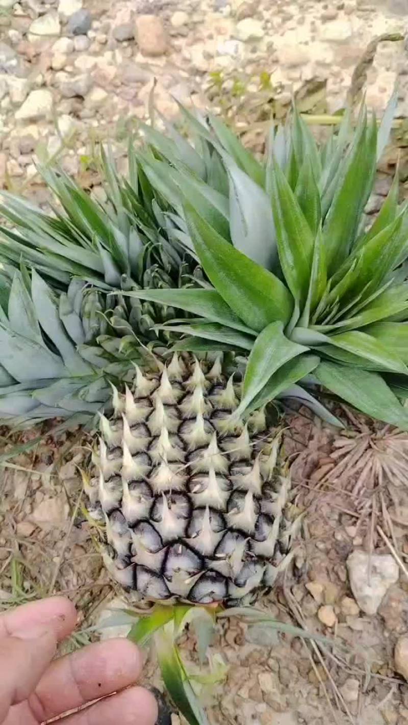 凤利