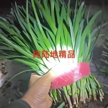 根粗叶黒