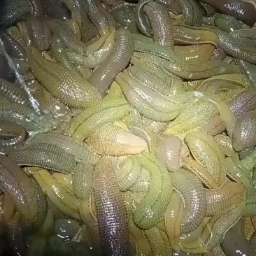水蛭菲牛蛭母种，怀孕率95%以上