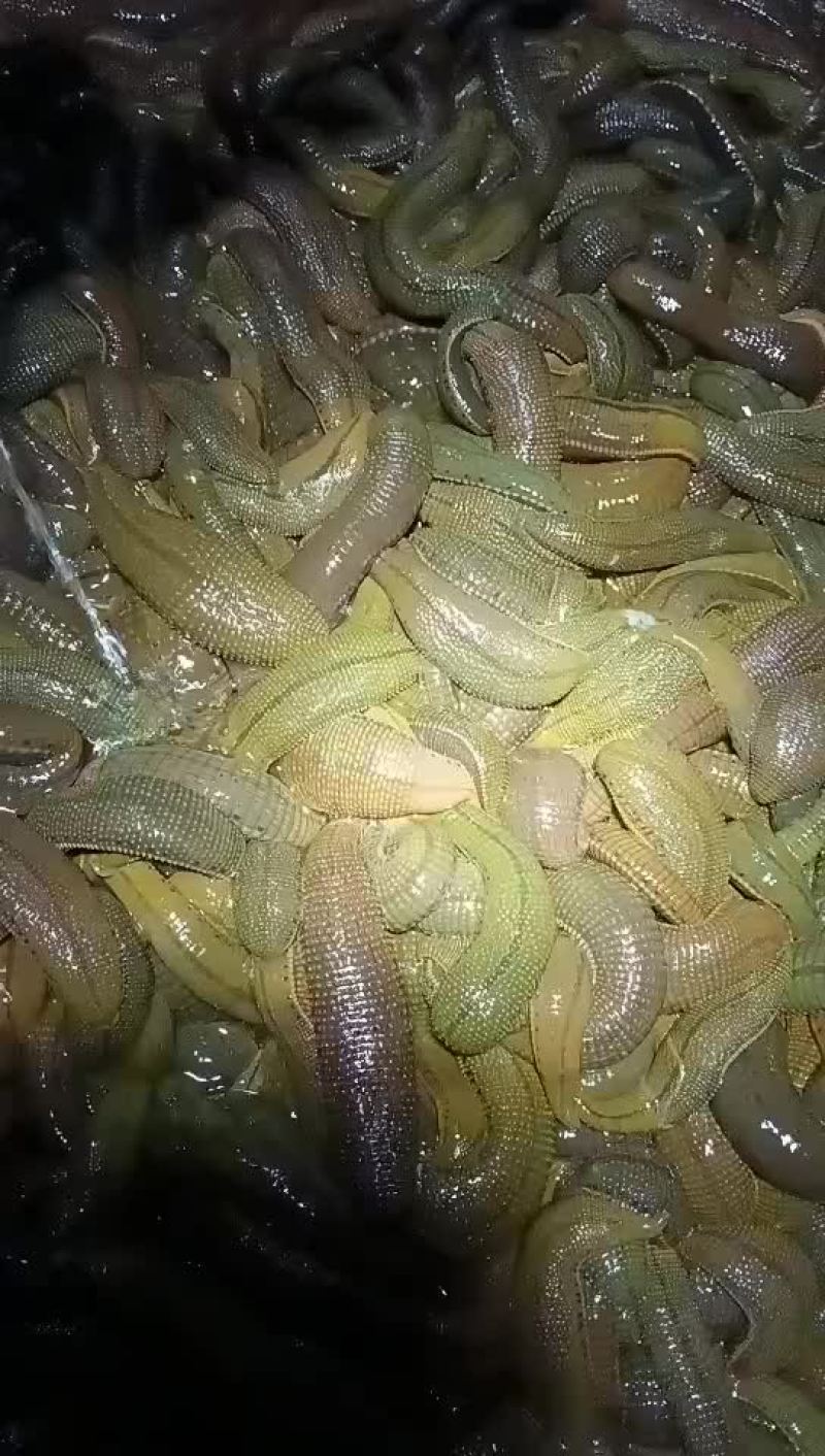 水蛭菲牛蛭母种，怀孕率95%以上