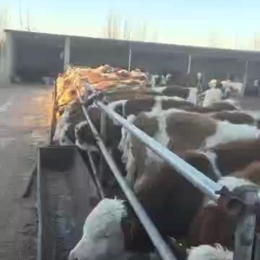 改良肉牛犊300斤左右