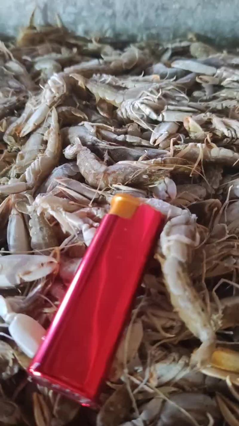 大量出售狗虾20斤一盘，整条无断头品质新鲜