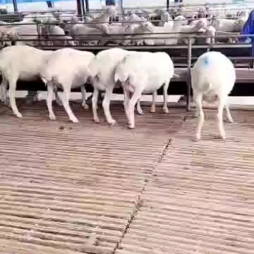 澳洲白羊