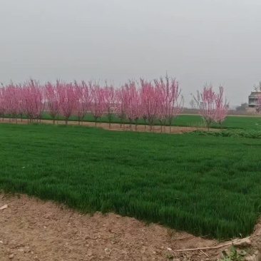 红梅
