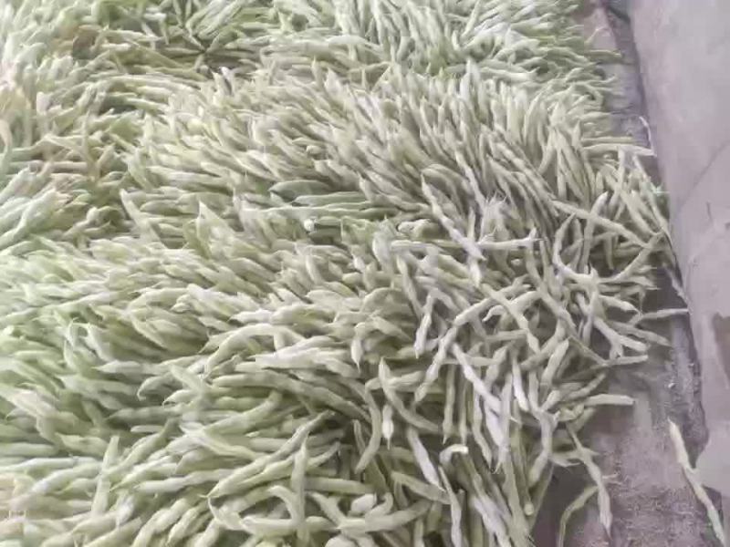 芸豆