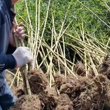 金镶玉竹1—3公分精品苗欢迎选购