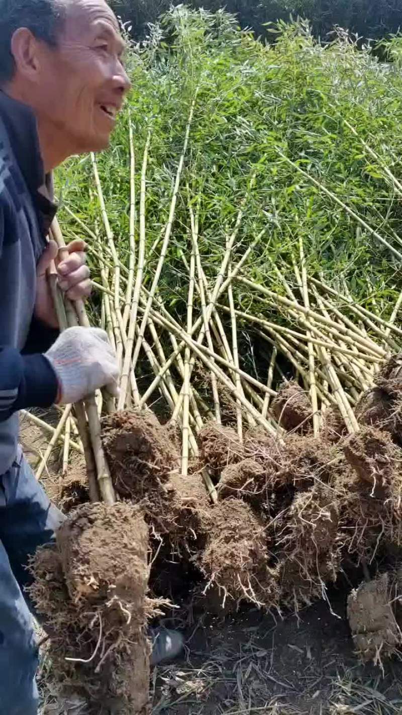 金镶玉竹1—3公分精品苗欢迎选购