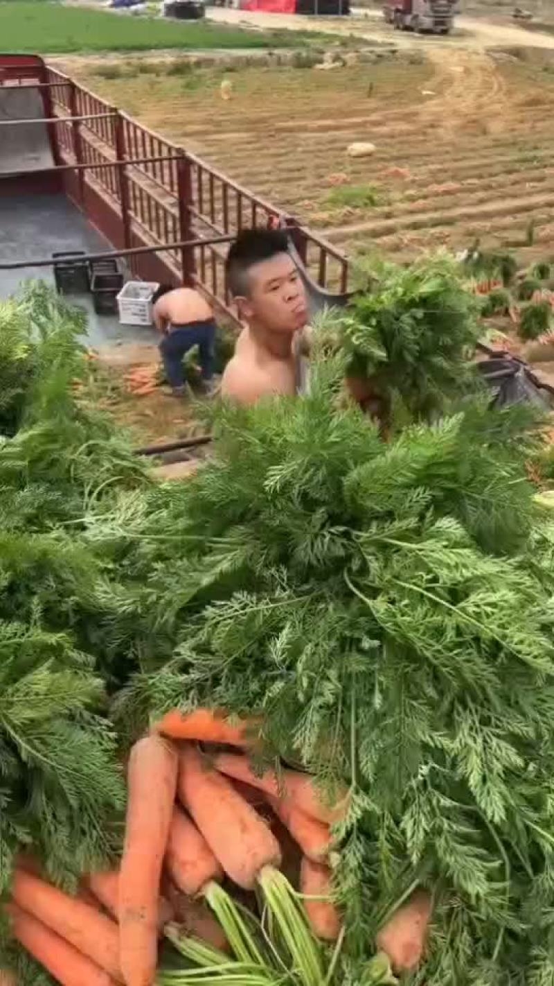胡萝卜大量上市，什么规格都有赶紧联系我下单吧