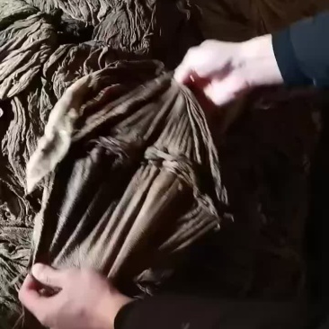俄罗斯大叶片叶子密
