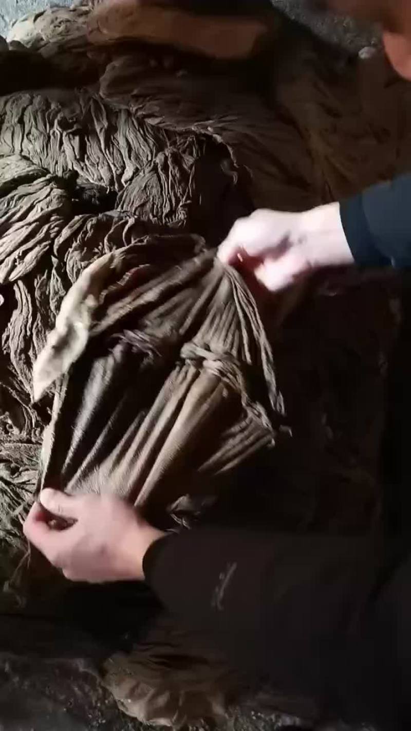 俄罗斯大叶片叶子密